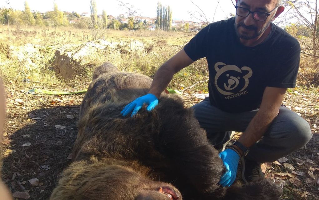 Αρκούδα… 390 κιλών σκοτώθηκε σε τροχαίο στην Καστοριά