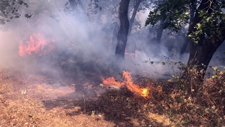 Σε εξέλιξη φωτιά στην Τιθορέα Φθιώτιδας