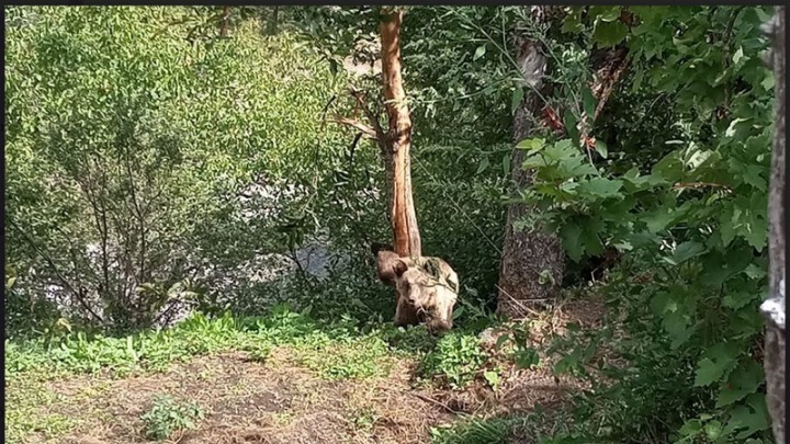 Επιχείρηση διάσωσης για παγιδευμένο αρκουδάκι στα Ιωάννινα