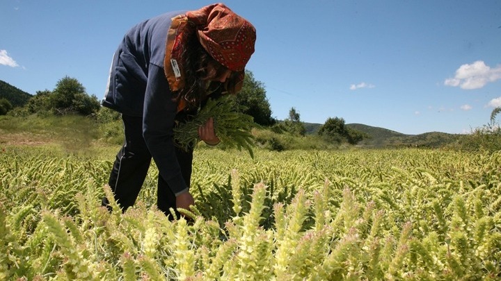 ΕΛΓΑ: Δημοσιεύθηκαν οι δικαιούχοι της δράσης 5.1 μετά την εξέταση των ενδικοφανών προσφυγών