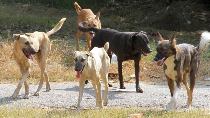 Ξηρά τροφή για τα αδέσποτα από το Δήμο λόγω κορονοϊού