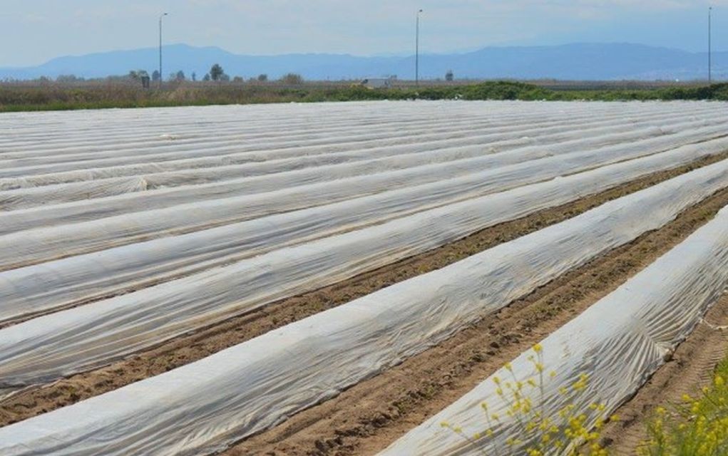 Πέλλα: Παραγωγοί ανακυκλώνουν το νάιλον της καλλιέργειας των σπαραγγιών