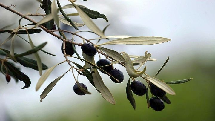 Χαλκιδική: Αποφεύχθηκε ο κίνδυνος να μείνουν οι ελιές στα δέντρα