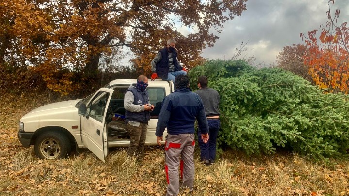 Το δικό τους θαύμα των Χριστουγέννων περιμένουν οι ελατοπαραγωγοί του Ταξιάρχη