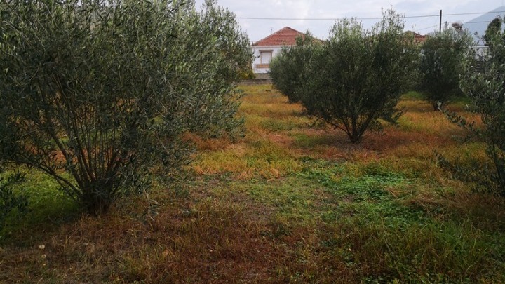 Σημαντική αύξηση της ελαιοκαλλιέργειας στα Τρίκαλα – Τι λέει  στο ΑΠΕ-ΜΠΕ ο καθ. Αλ. Παπαχατζής