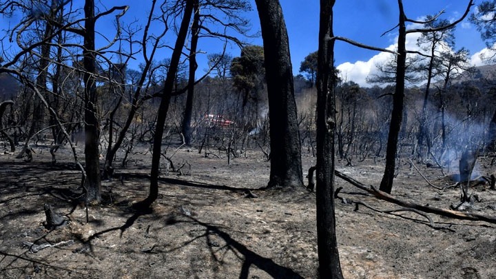 Ο δήμος Βριλησσίων σπεύδει για βοήθεια στα τραυματισμένα ζωάκια από την φωτιά στα Γεράνεια Όρη (pics)