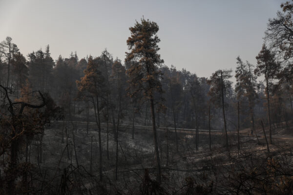 Φωτιά στην Εύβοια: Δείτε το πριν και το μετά... Περισσότερα από 500.000 καμένα στρέμματα