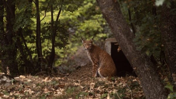 Λύγκας,το εξαφανισμένο στην Ελλάδα άγριο θηλαστικό, φιλοξενείται πλέον με τρία ζώα στον Αρκτούρο