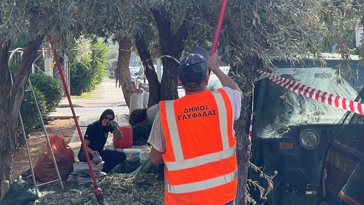 Θεσμός έγινε στον δήμο Γλυφάδας το «λιομάζωμα»