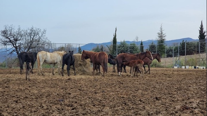 Γρεβενά: Άγρια άλογα σε δημοπρασία από τον δήμο – Ενστάσεις από φιλοζωικές