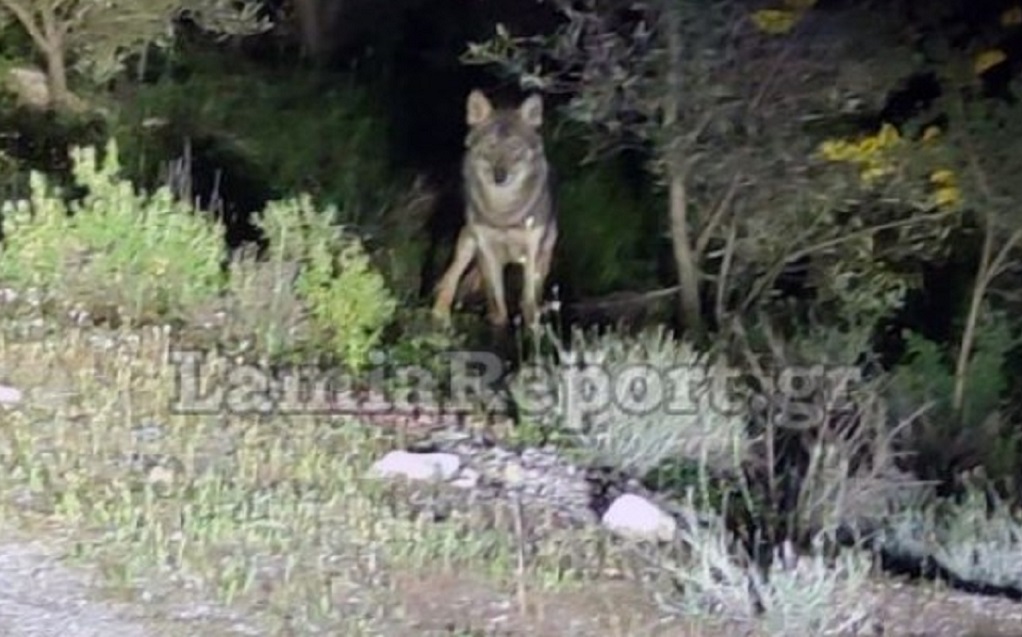 Λύκοι κόβουν βόλτες στην παραλία του Αγ. Κωνσταντίνου και στον Θεολόγο στη Φθιώτιδα (vid)