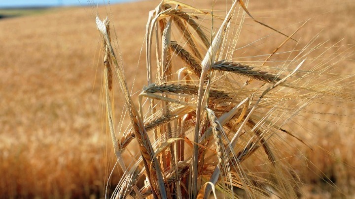 Τουρκία, Ρωσία, Ουκρανία και ΟΗΕ συζητούν τις εξαγωγές σιτηρών