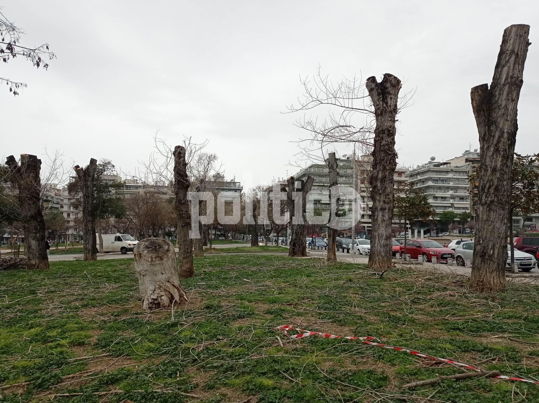 Αντίθετο στην κοπή των δέντρων το Τμήμα Δασολογίας του ΑΠΘ