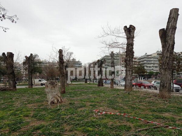 Θεσσαλονίκη: Αντιδράσεις για την κοπή δέντρων στην Αρχαία Αγορά - Με δενδροφυτεύσεις απαντάει ο δήμος