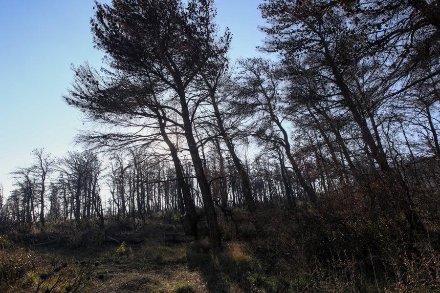 Μεγάλη φωτιά στον Κισσό Πηλίου: Έκαιγαν ξερά χόρτα και ξέφυγε στο δάσος