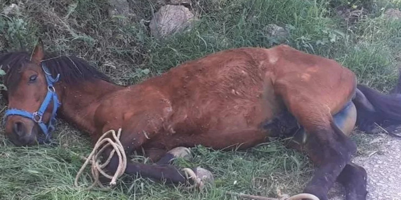 Άλογο βρέθηκε με δεμένα πόδια κρεμασμένο σε πλαγιά στη Τζιά την ώρα που έψαχνε για νερό – Τι καταγγέλει ΜΚΟ για την κάτοχό του (ΦΩΤΟ)