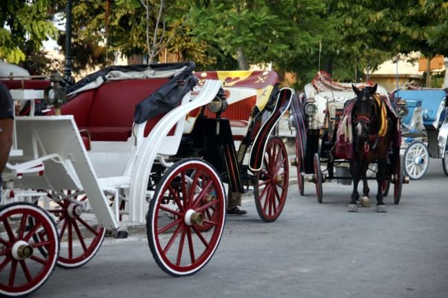 Κέρκυρα: Συνελήφθη ο ιδιοκτήτης του αλόγου που ξεψύχησε – Επιβλήθηκε πρόστιμο 30.000