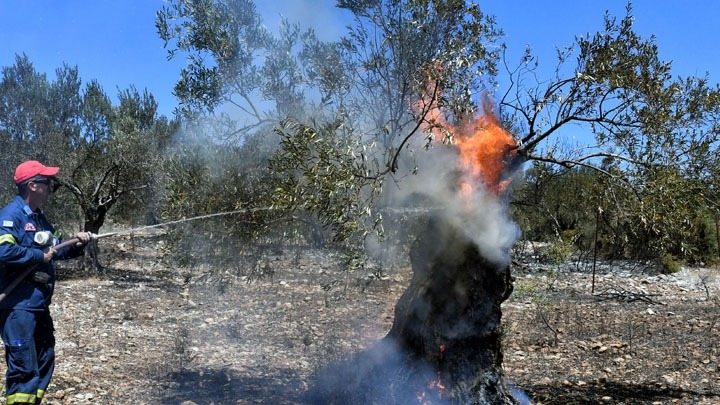 Υπό πλήρη έλεγχο η πυρκαγιά που εκδηλώθηκε χθες στη Σαμοθράκη