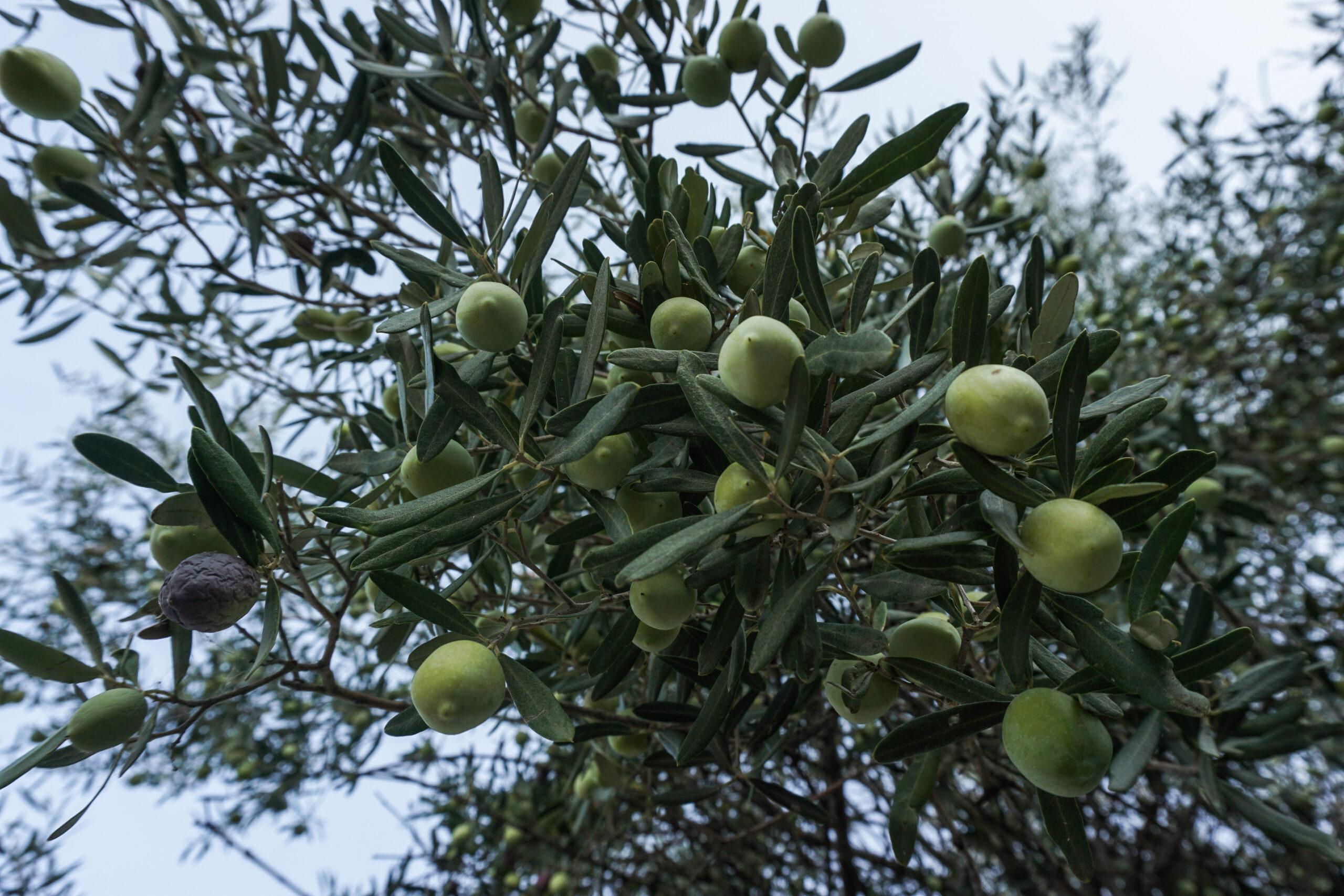 Μεσσηνία: Άνδρας έκλεψε κινητό και δύο τενεκέδες λάδι