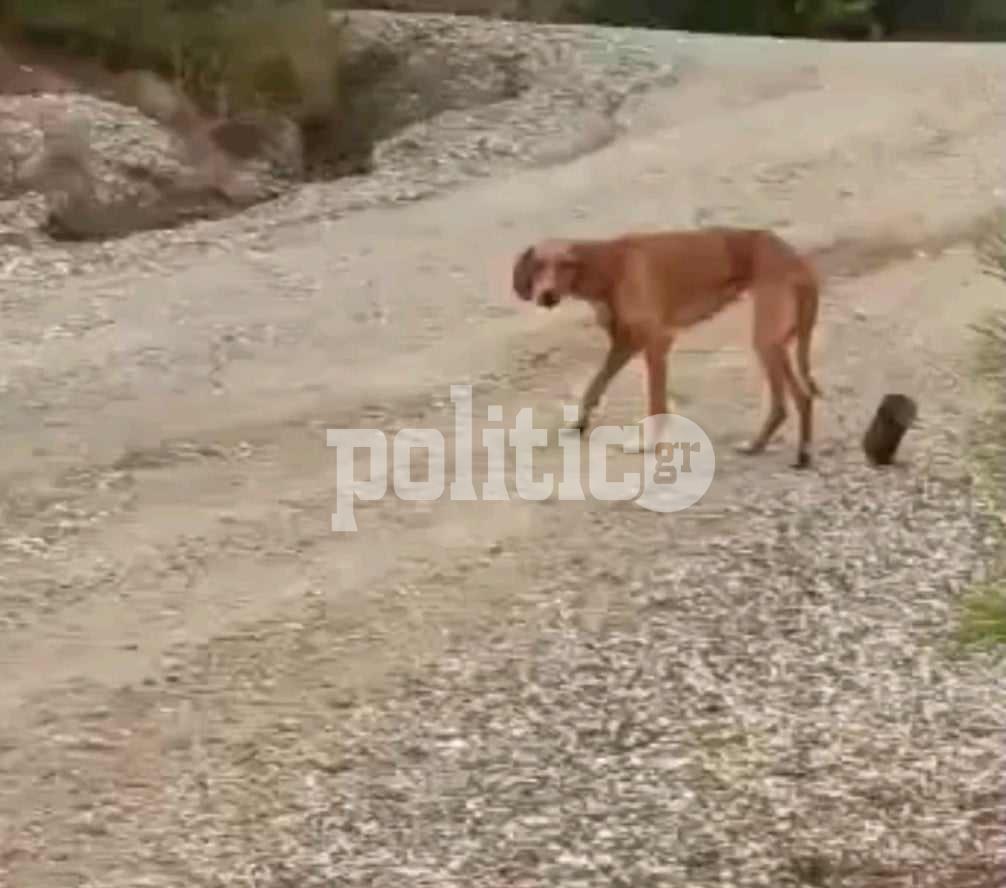 Φρίκη στη Χαλκιδική: Έδεσε σύρμα στην κοιλιά σκύλου και στην άλλη άκρη έδεσε τενεκεδάκι για να το σέρνει καθώς περπατάει (ΒΙΝΤΕΟ)