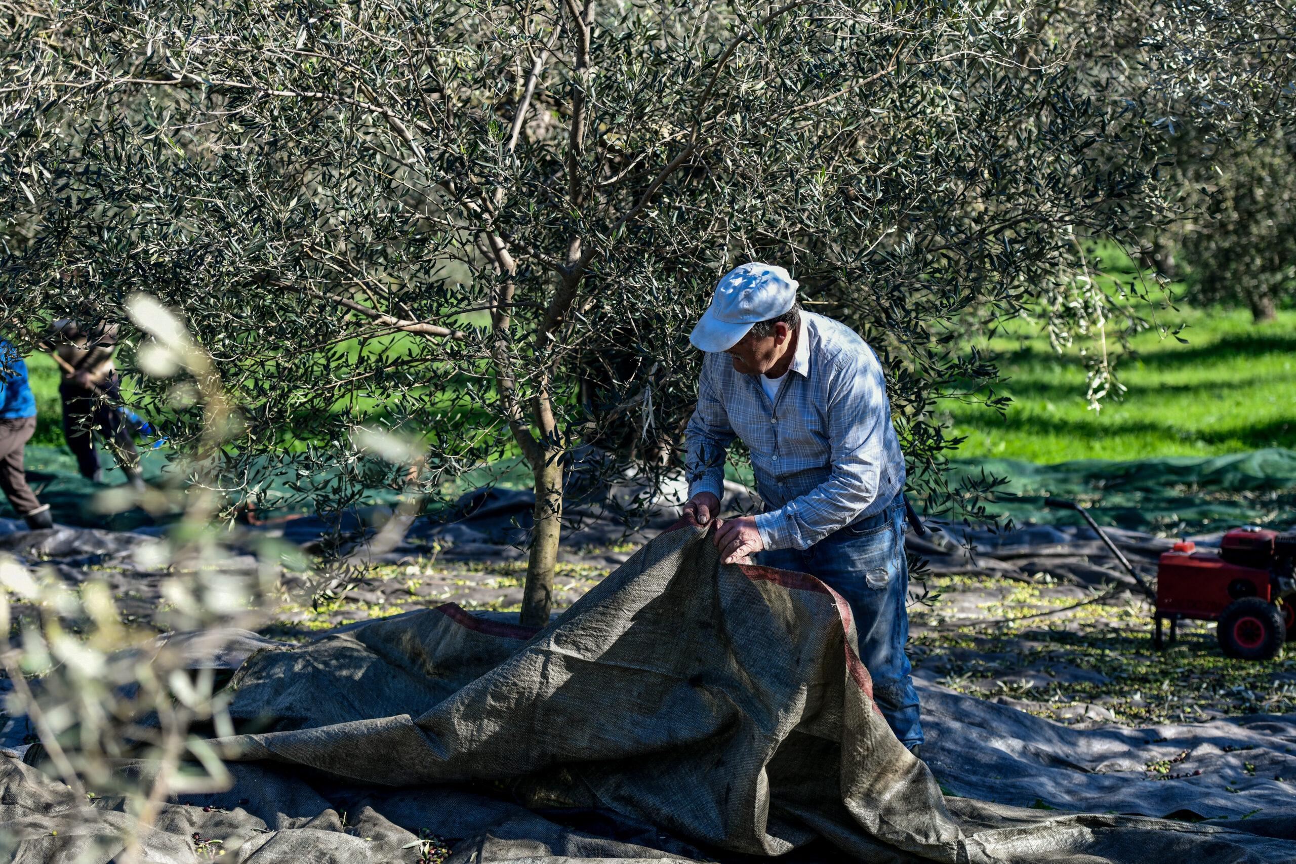 «Αναζητούνται» εργάτες για το μάζεμα της ελιάς – Λείπουν 15.000-16.000 από τα χωράφια