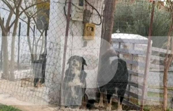 Θεσσαλονίκη: Αυτά είναι τα σκυλιά που κατασπάραξαν την 50χρονη γυναίκα