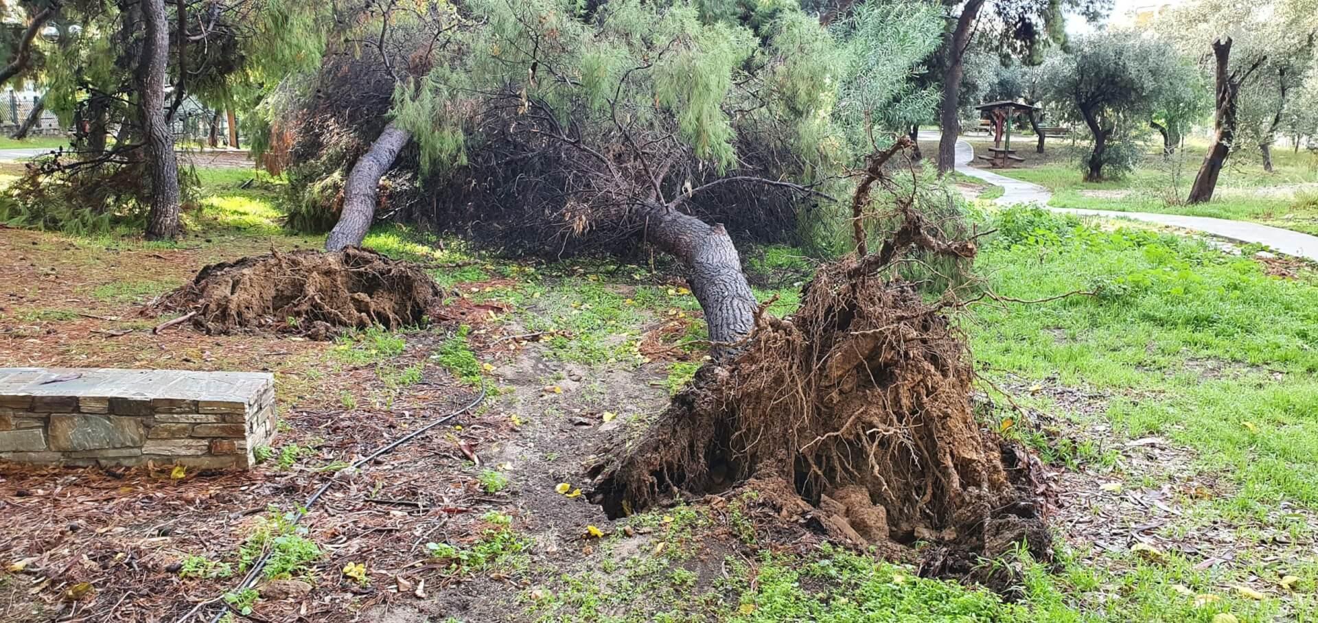 Κακοκαιρία: Η πυροσβεστική δέχτηκε 337 κλήσεις για πτώσεις δέντρων και παροχή βοηθειών