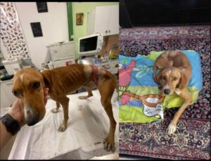 Χαλκιδική: Η συγκινητική ιστορία σκυλίτσας που της έδεσαν σύρμα στην κοιλιά για να σέρνει τενεκεδάκι (ΒΙΝΤΕΟ)
