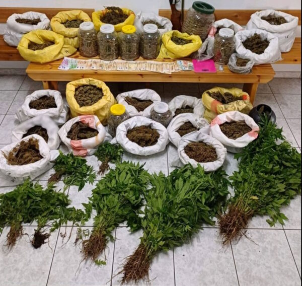 Χαλκιδική: Καλλιεργούσε 305 δενδρύλλια κάνναβης στην αυλή του σπιτιού του