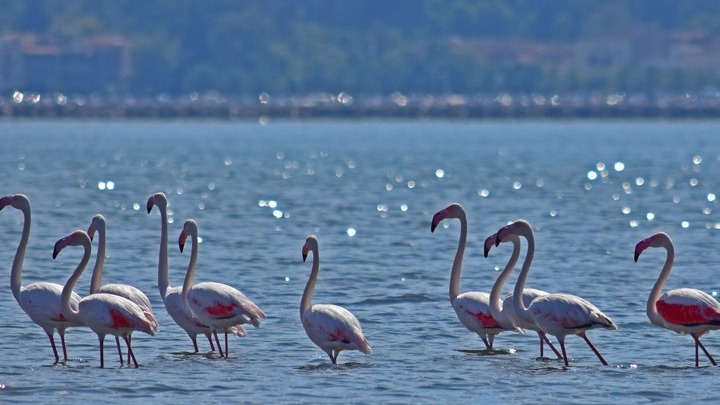 Περισσότεροι από το ένα τρίτο των υγρότοπων της Μεσογείου απειλούνται από την άνοδο της στάθμης των υδάτων