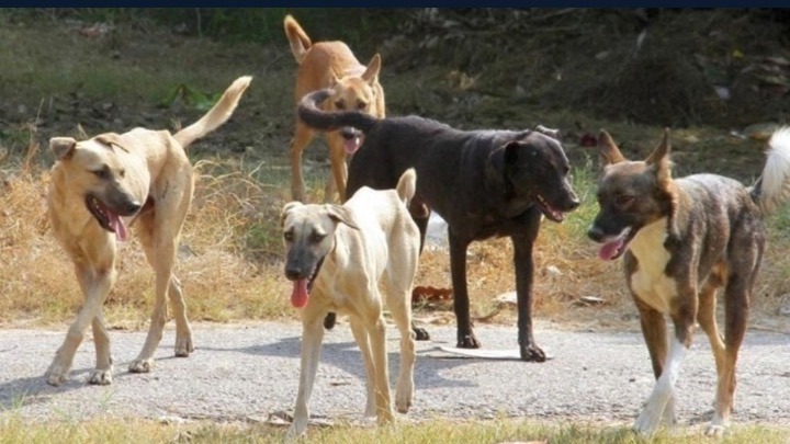 Επίθεση από αγέλη σκύλων δέχθηκε 44χρονη στο Φίλυρο – Συνελήφθη και αφέθηκε ελεύθερος ο αρμόδιος αντιδήμαρχος