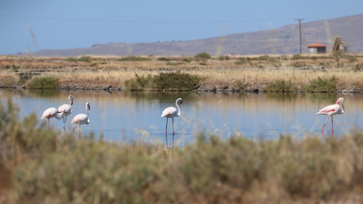 Παγκόσμια ημέρα περιβάλλοντος στη Λέσβο, με παρατήρηση των πουλιών στους υγρότοπους