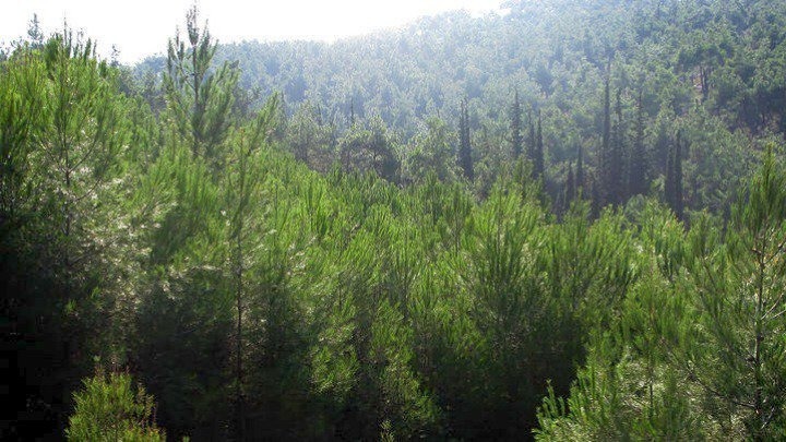 Πολύ υψηλός κίνδυνος πυρκαγιάς αύριο σε Στερεά Ελλάδα, Αττική και Πελοπόννησο