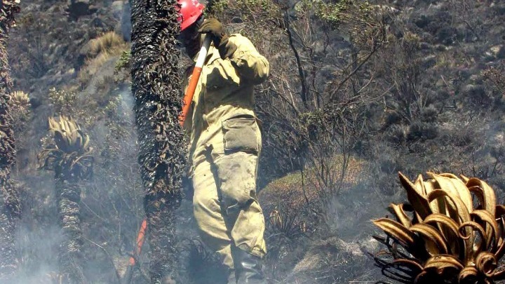 Κολομβία: Δασικές πυρκαγιές ισοπεδώνουν 90.000 στρέμματα