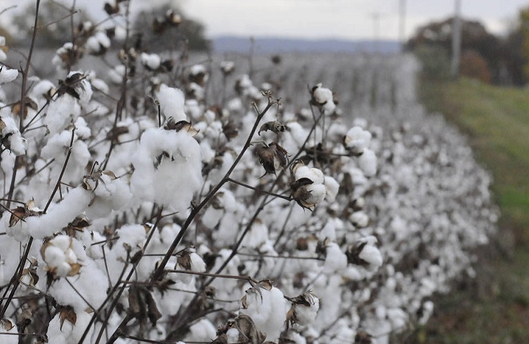 Θεσσαλία: Αντιδράσεις και ανησυχίες των αγροτών για την ειδική ενίσχυση βάμβακος