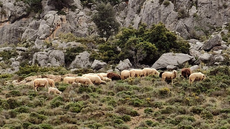 Απαγόρευση μετακίνησης αιγοπροβάτων για δέκα ημέρες λόγω ευλογιάς των προβάτων