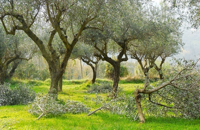 Ελιά: Θέσεις και πληροφορίες για το πρόγραμμα δακοκτονίας