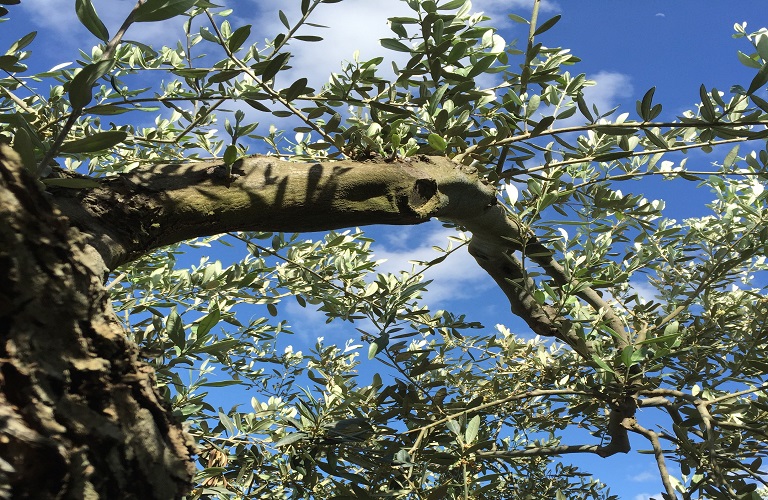 Ελαιοτουρισμός: Η ανάδειξη των ελαιώνων ως λύση στον υπερτουρισμό της Κρήτης