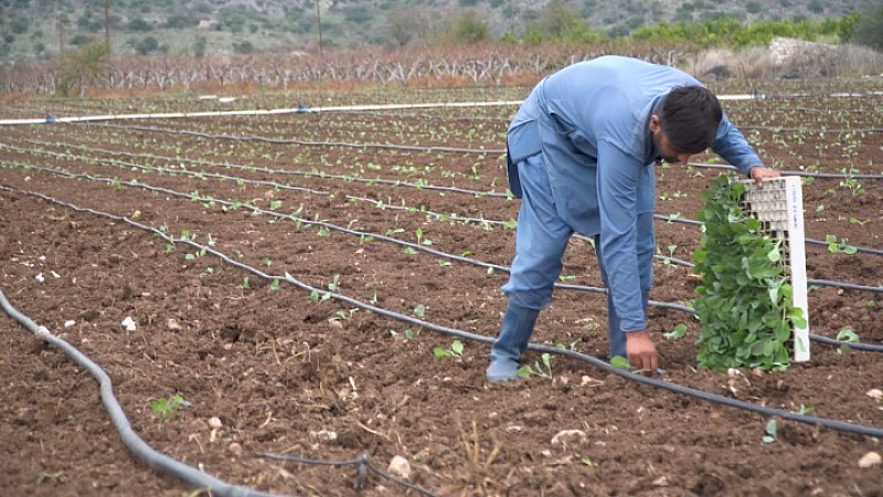 Η Αργολίδα αναζητά εργατικά χέρια: Η κρίση στη γεωργία εντείνεται