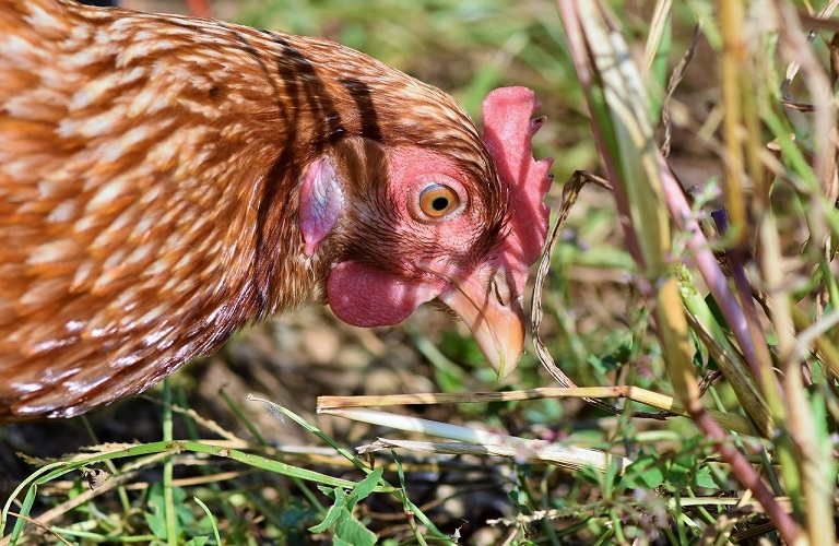 Σε επιφυλακή η Ήπειρος λόγω γρίπης των πτηνών