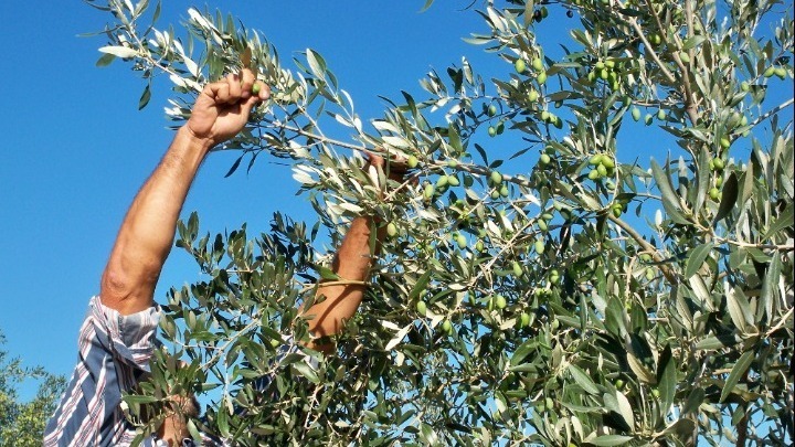 Χαλκίδα: Συλλήψεις για κλοπή ελιών στο χωράφι – Τέσσερις δράστες πιάστηκαν στα πράσα