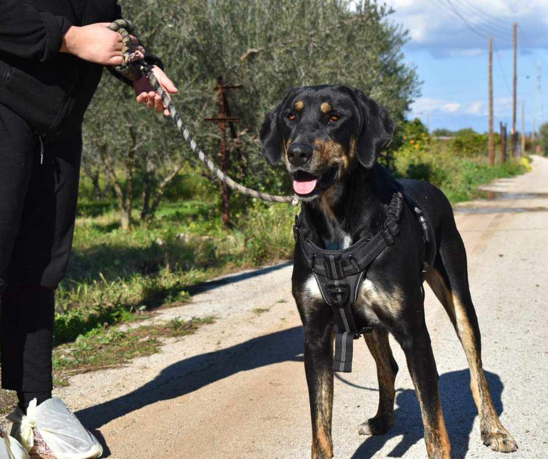 Η συγκινητική ιστορία του Γοδεφρείδου, ενός αδέσποτου σκύλου που ψάχνει για σπίτι