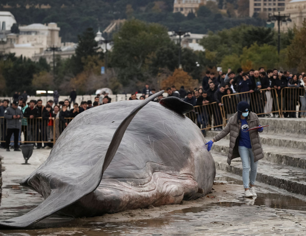 Αζερμπαϊτζάν: Η τεράστια νεκρή φάλαινα προσελκύει το ενδιαφέρον χιλιάδων πολιτών