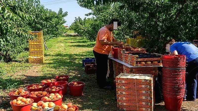 Επείγουσα στήριξη για τους παραγωγούς πυρηνόκαρπων Ημαθίας και Αλεξάνδρειας