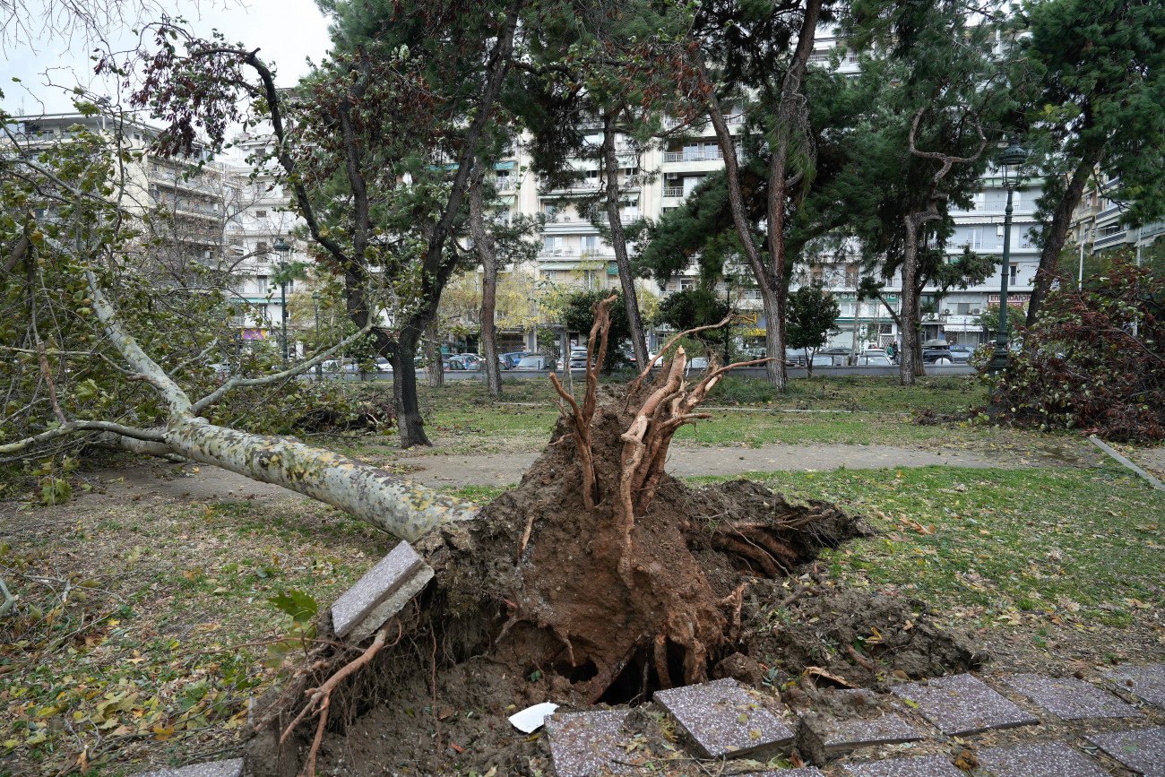 Θεσσαλονίκη: Κηρύχθηκε κατάσταση έκτακτης ανάγκης λόγω πτώσης 600 δέντρων