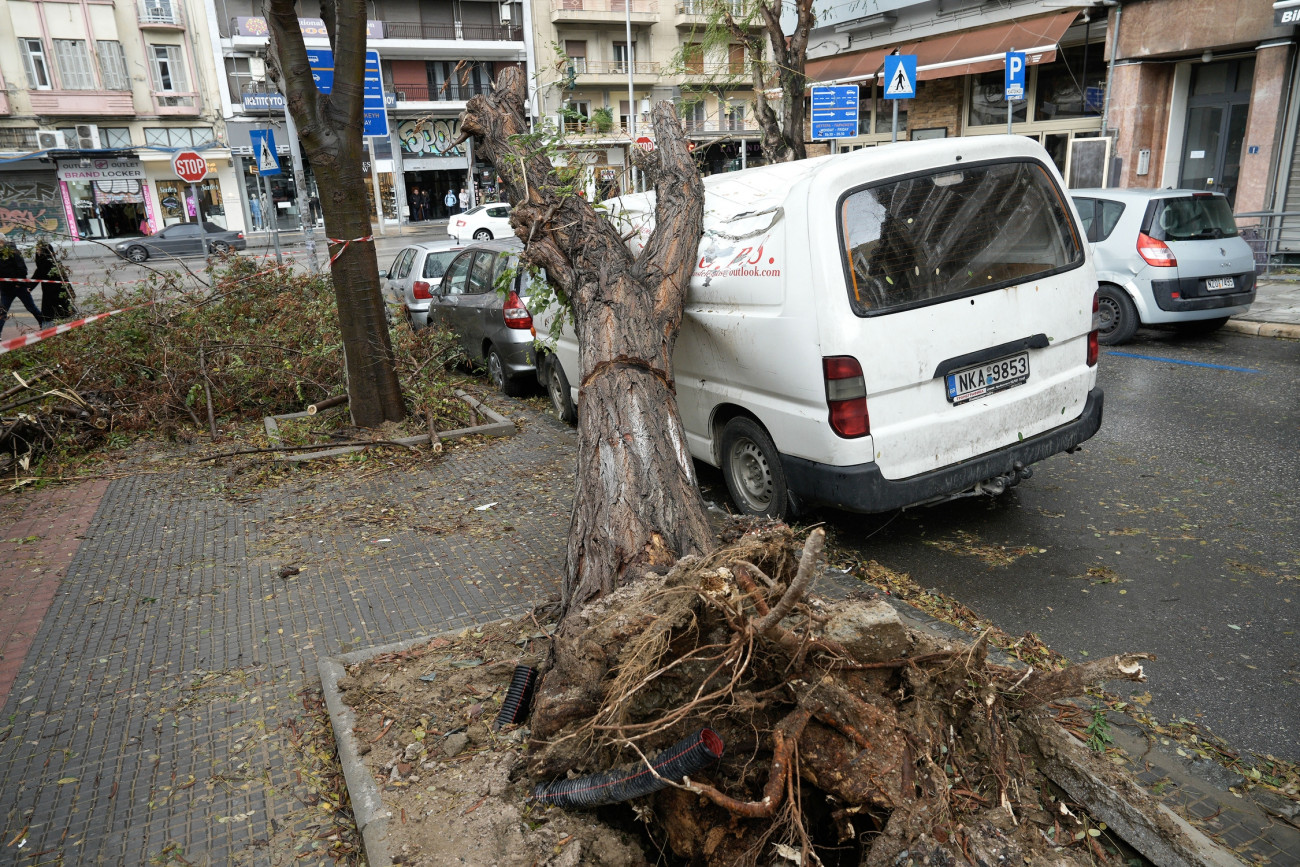 Θεσσαλονίκη: Η κακοκαιρία Bora και η πτώση δέντρων – Ποια είδη είναι ακατάλληλα για πόλεις