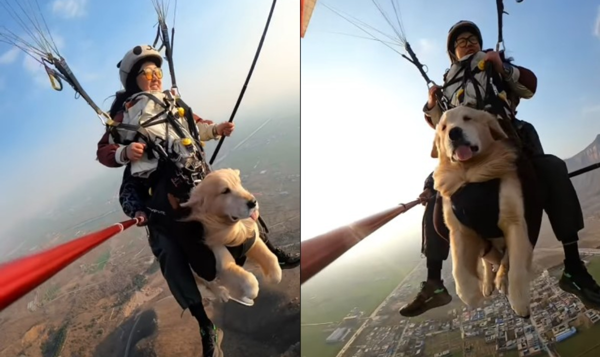 Το golden retriever απολαμβάνει την πρώτη του παραπέντε εμπειρία