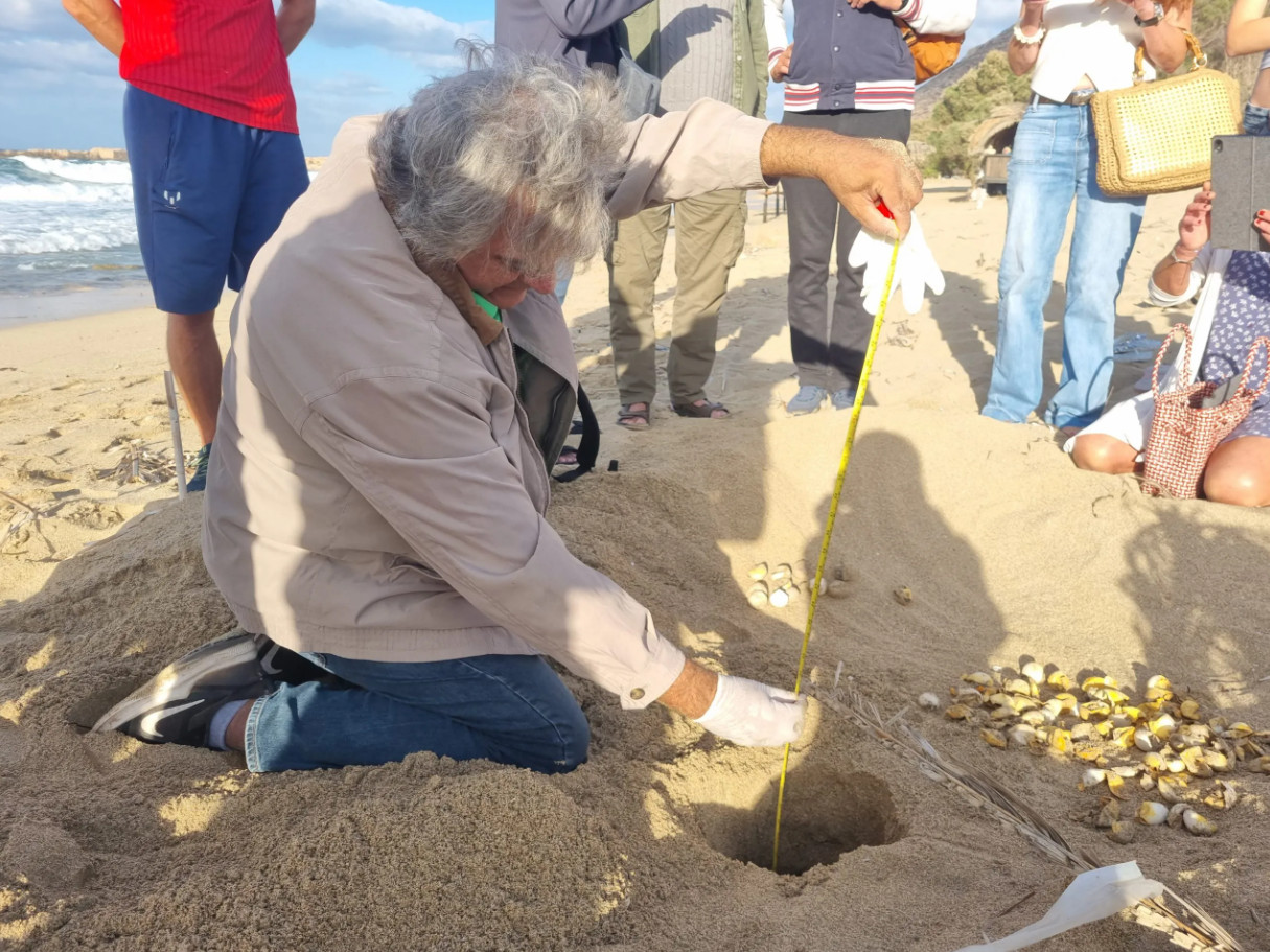 Χανιά: Περίπου πεντακόσια χελωνάκια Caretta caretta έφθασαν στη θάλασσα το 2024 από την Παχιά Άμμο