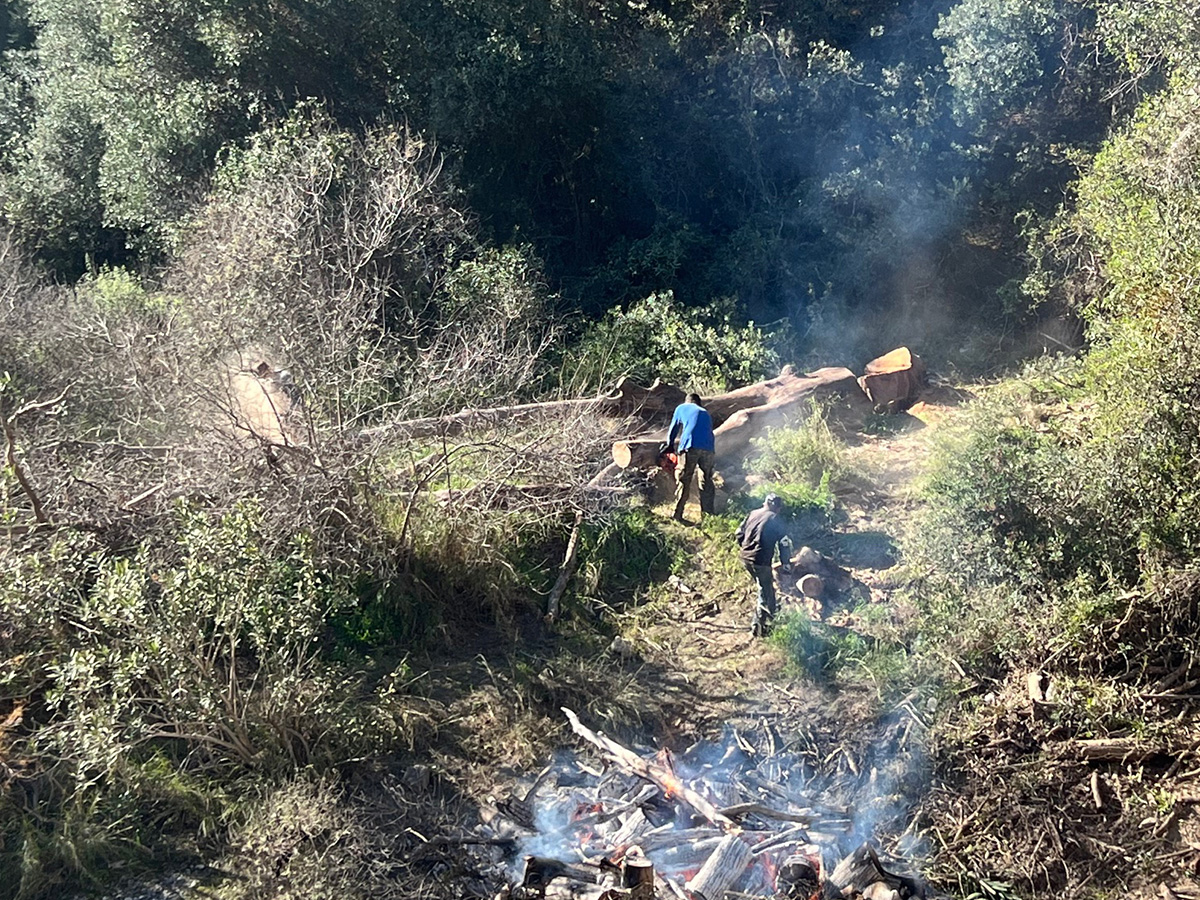 Απομάκρυνση ξερών πλατάνων από τον ποταμό Νέδοντα