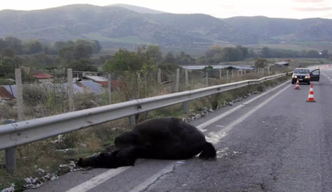 Σοβαρό τροχαίο στη Λέσβο: Δύο άλογα νεκρά, τραυματίας ο 18χρονος συνοδηγός